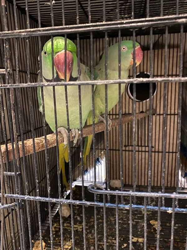 Raw parrots for sale 2