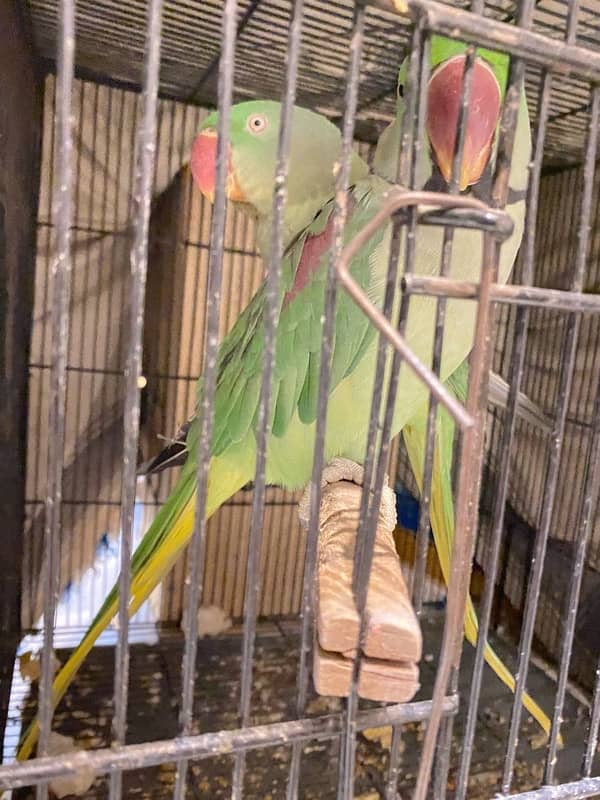 Raw parrots for sale 3