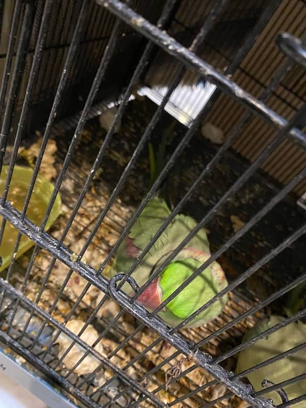 Raw parrots for sale 5