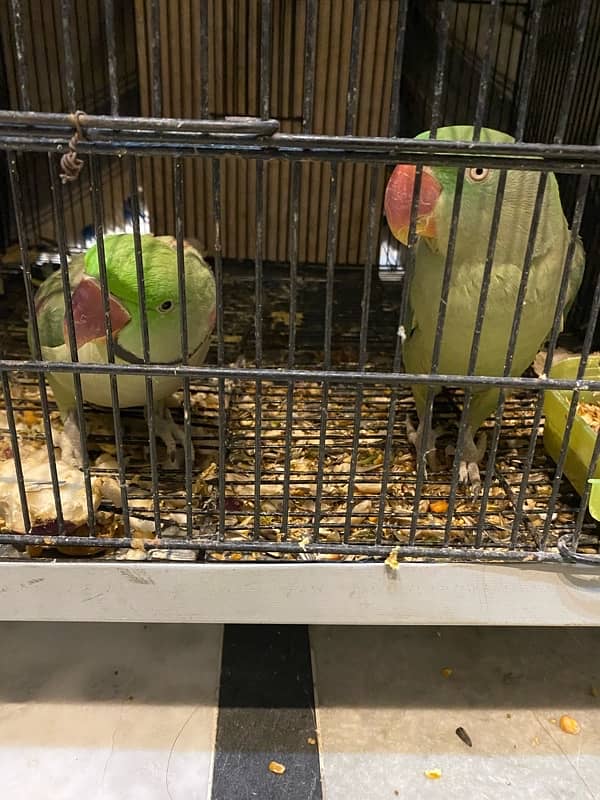 Raw parrots for sale 6