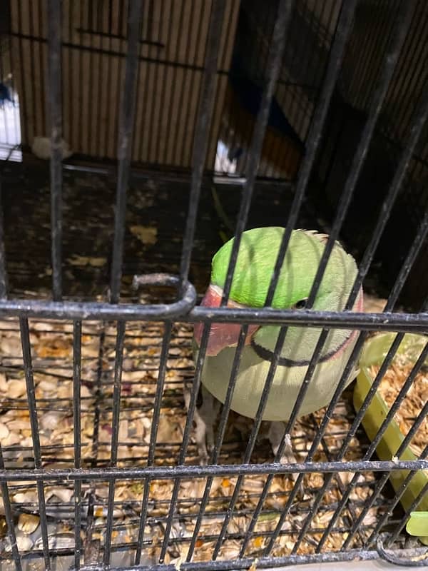 Raw parrots for sale 7