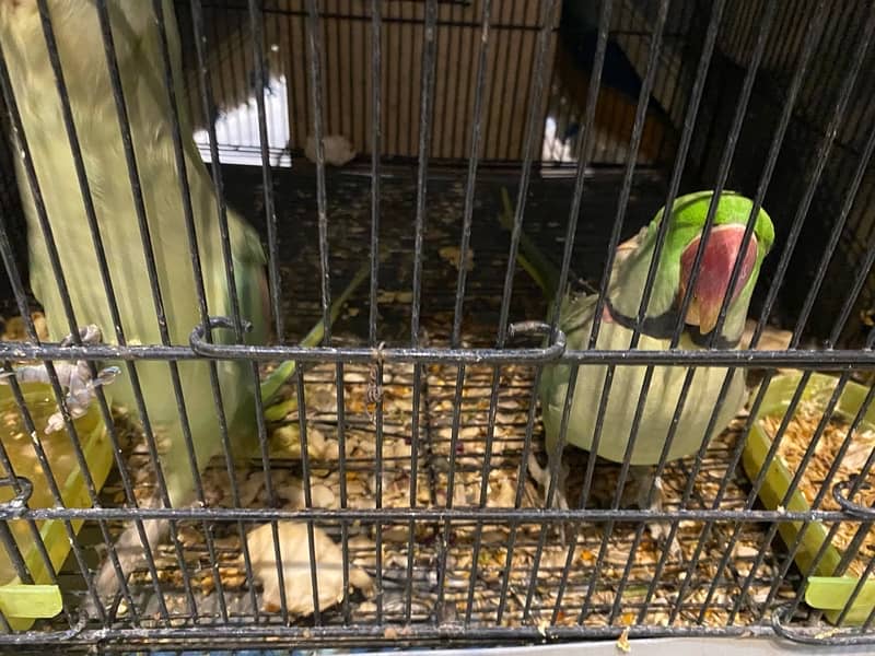 Raw parrots for sale 8