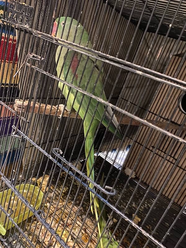 Raw parrots for sale 9