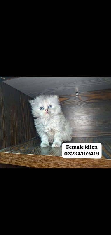 persian female kitten for sale 0