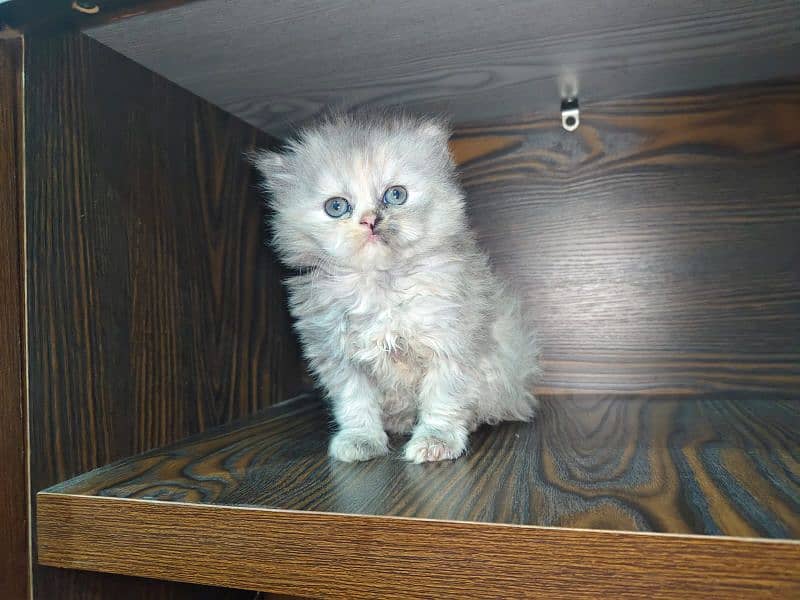 persian female kitten for sale 1