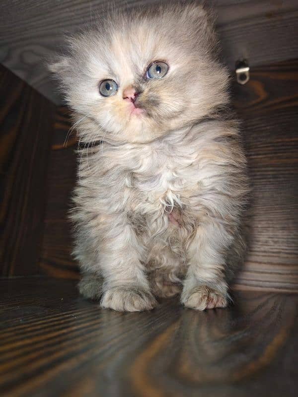 persian female kitten for sale 2