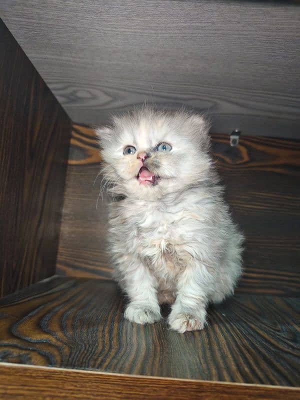 persian female kitten for sale 3