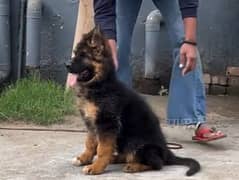 German shepherd Long Coat Male & Female  For Sale 03287625932WhatsApp