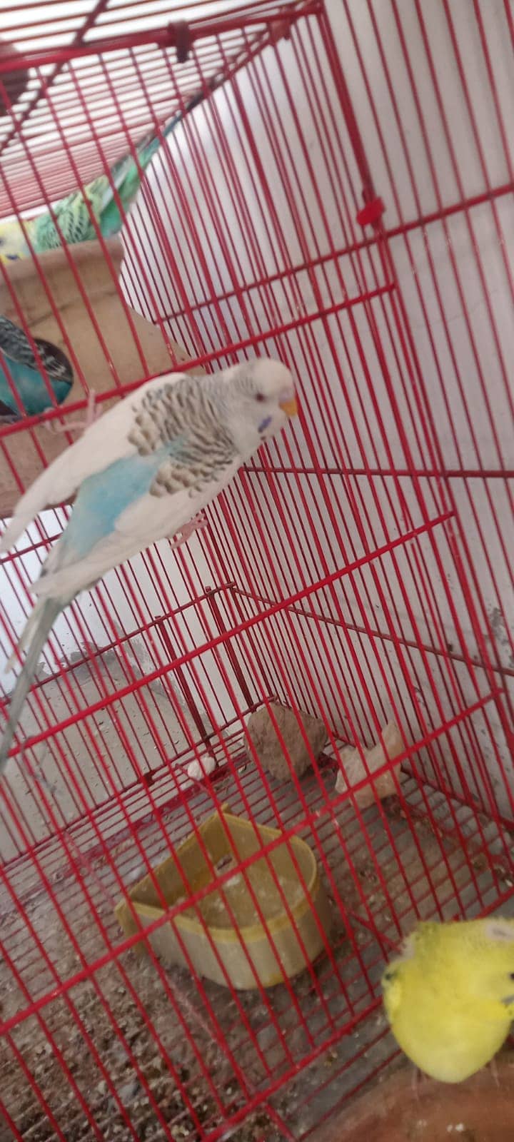 budgies 0