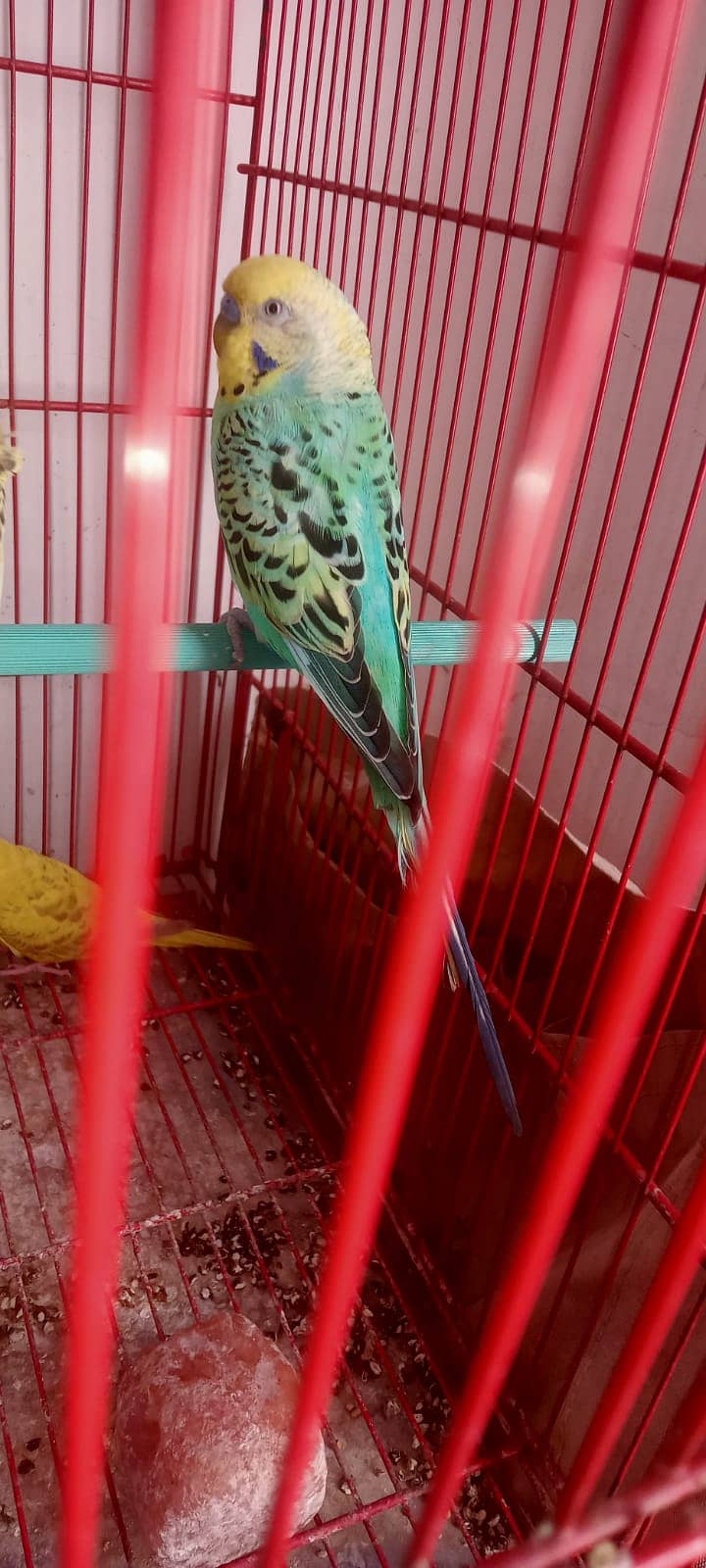 budgies 4