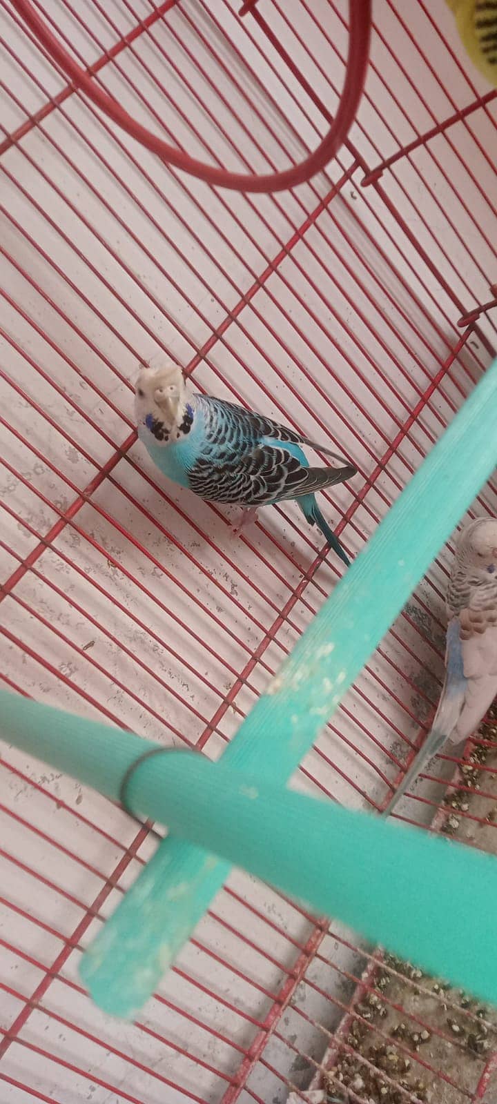 budgies 5