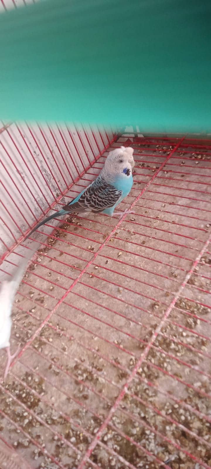 budgies 6