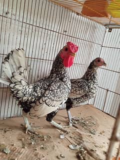 Silver Sebright Breeder Pair