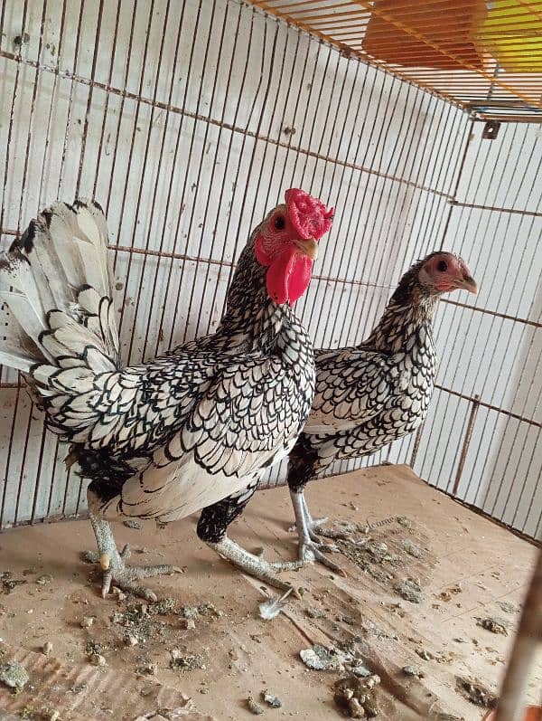 Silver Sebright Breeder Pair 1