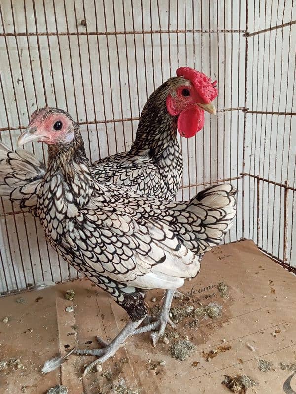 Silver Sebright Breeder Pair 3