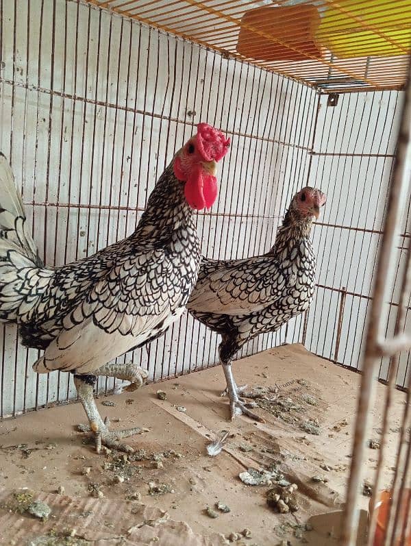 Silver Sebright Breeder Pair 4