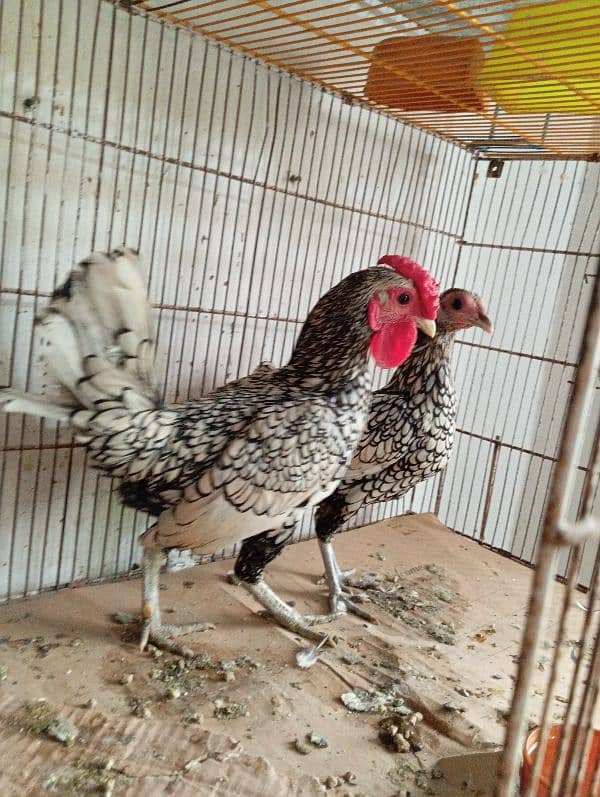 Silver Sebright Breeder Pair 5