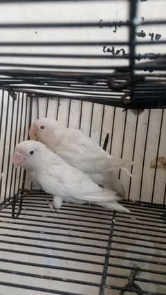 03037104318 creamIno into creamino /albino redeye into split/ common