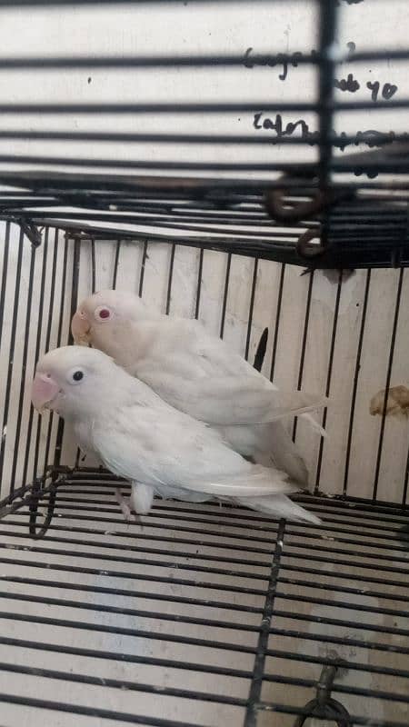 03037104318 creamIno into creamino /albino redeye into split/ common 0