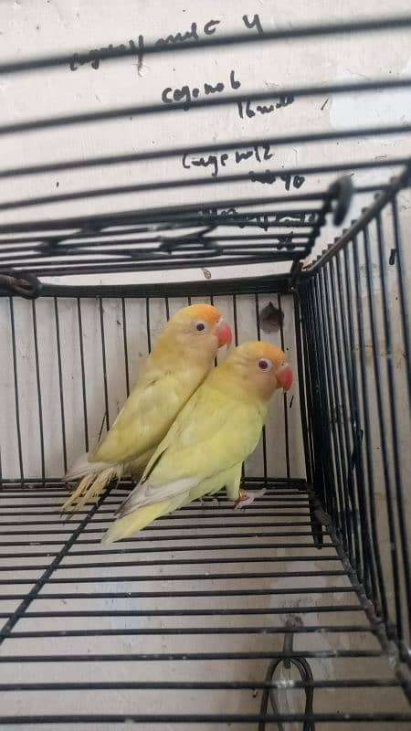 03037104318 creamIno into creamino /albino redeye into split/ common 1