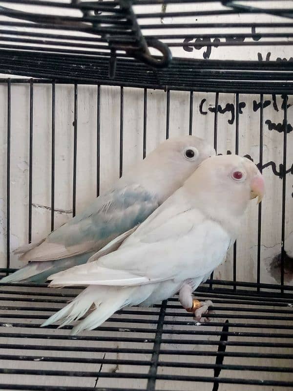 03037104318 creamIno into creamino /albino redeye into split/ common 2