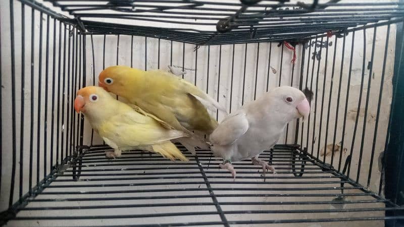 03037104318 creamIno into creamino /albino redeye into split/ common 3