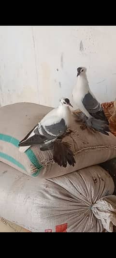 Fancy pigeon for sale