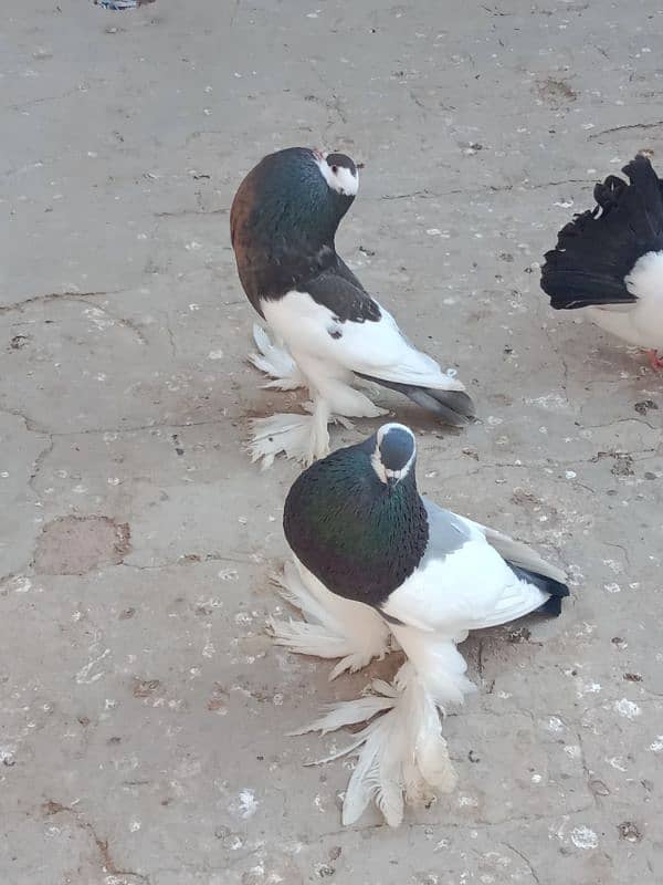 Fancy pigeon for sale 1