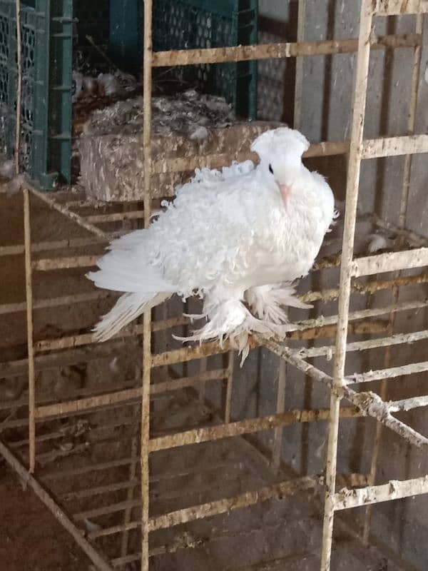 Fancy pigeon for sale 2