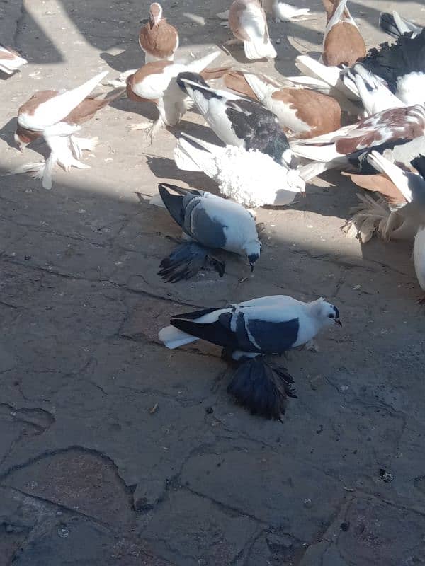 Fancy pigeon for sale 3