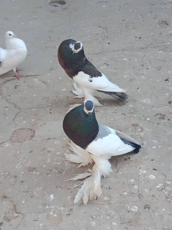 Fancy pigeon for sale 4