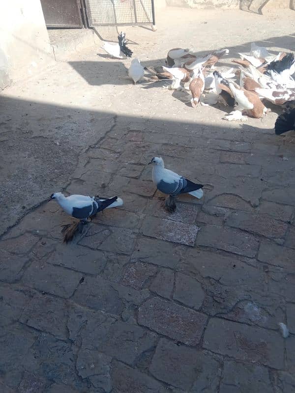 Fancy pigeon for sale 5