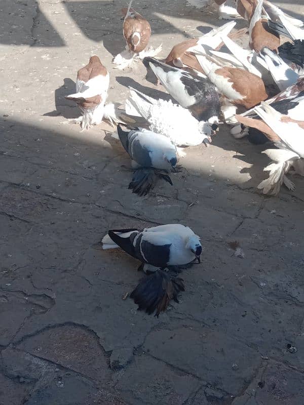 Fancy pigeon for sale 6