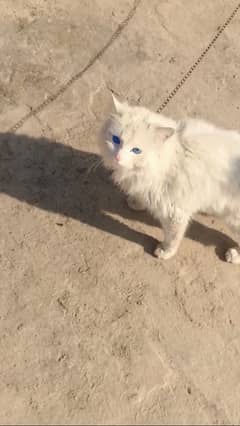 persian cat male 12  manth bilu eyes me