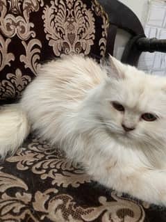 Persian cat 6 month age