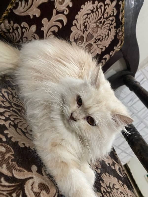 Persian cat 6 month age 1