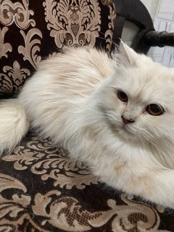 Persian cat 6 month age 2