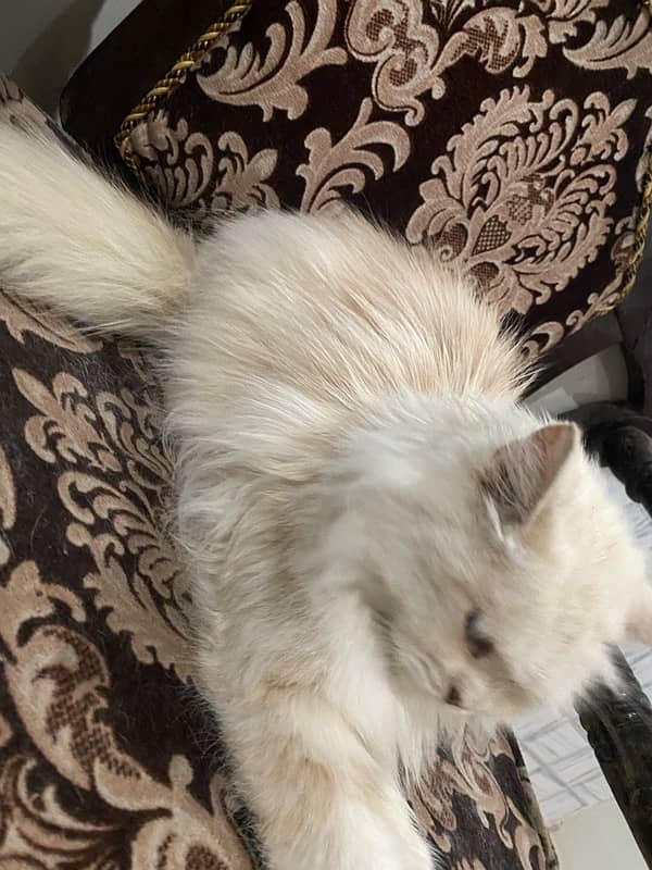 Persian cat 6 month age 3