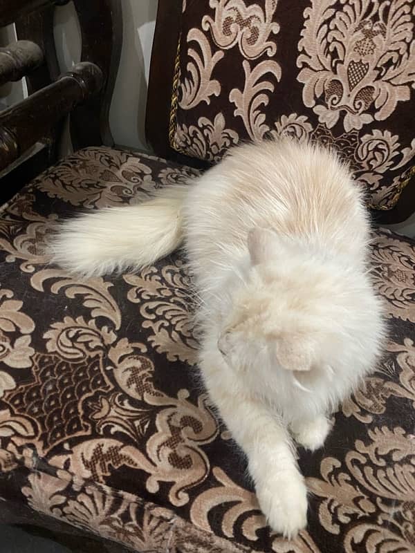 Persian cat 6 month age 4