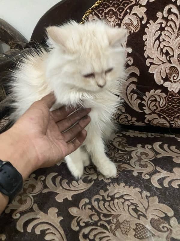 Persian cat 6 month age 5