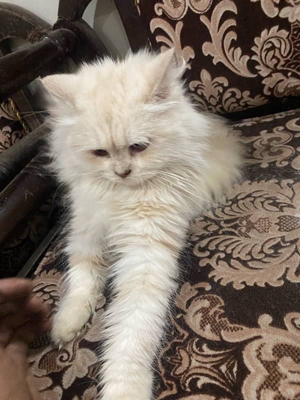 Persian cat 6 month age 6