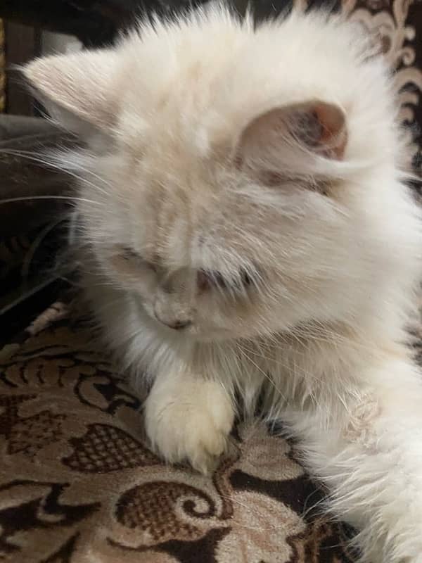 Persian cat 6 month age 7