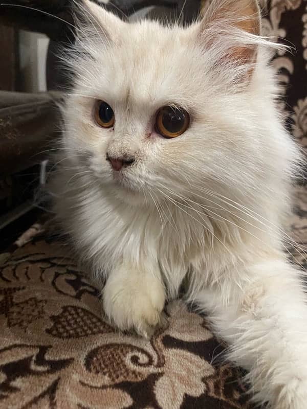 Persian cat 6 month age 8