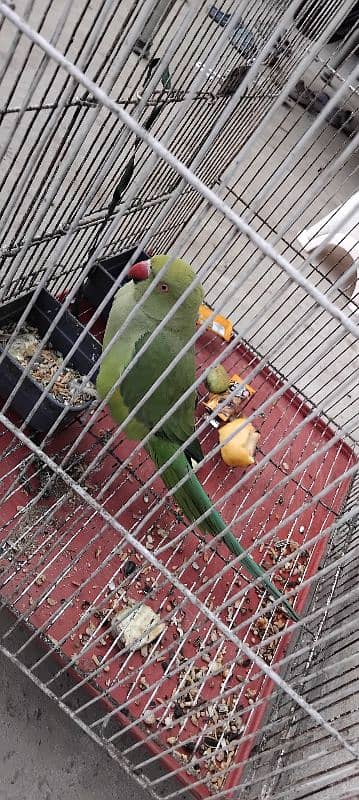 Green Parrot With cage 0