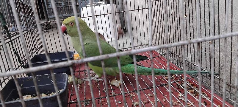 Green Parrot With cage 1