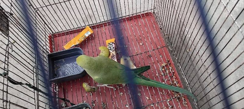 Green Parrot With cage 2