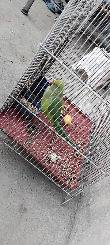 Green Parrot With cage 3