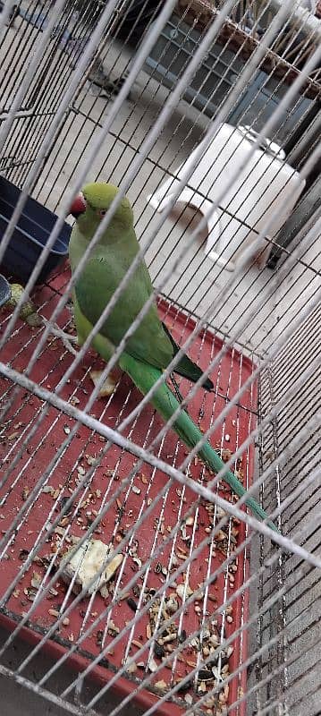 Green Parrot With cage 4