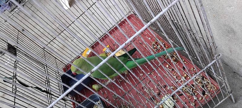 Green Parrot With cage 5