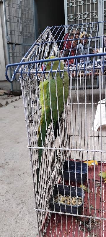 Green Parrot With cage 6